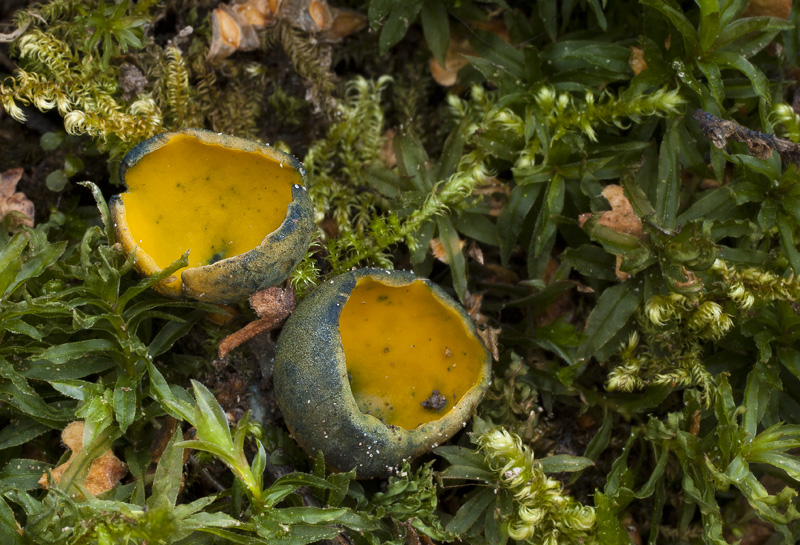 Caloscypha fulgens